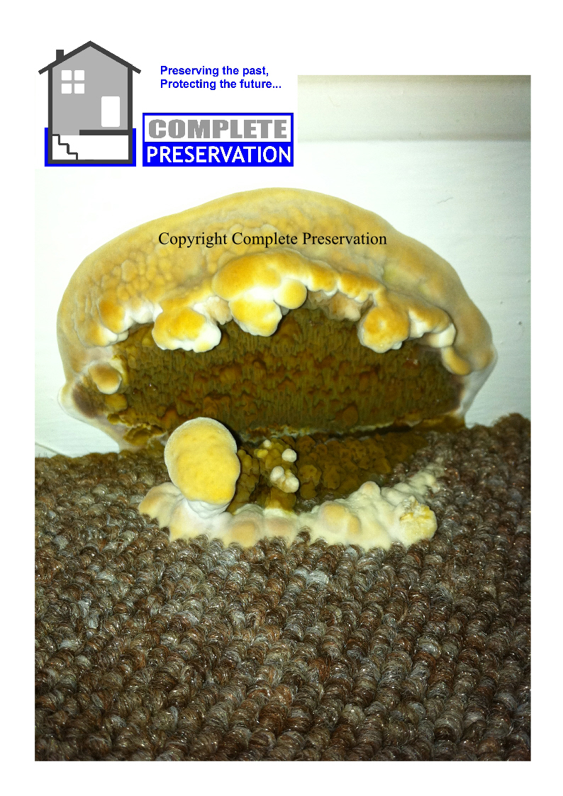 DRY ROT 1