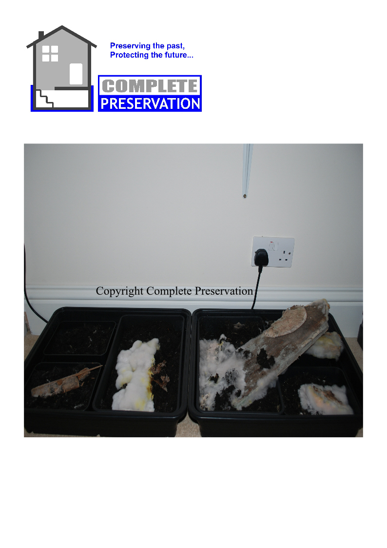 DRY ROT 10