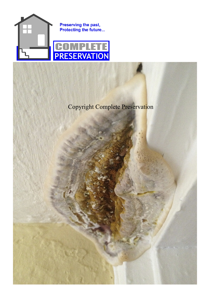 DRY ROT 12