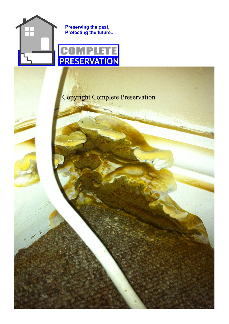 DRY ROT 2