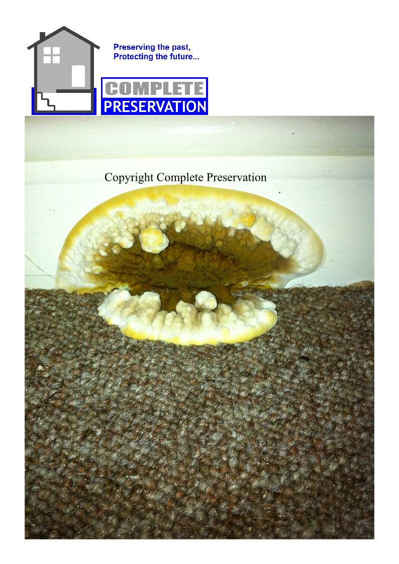 DRY ROT 3