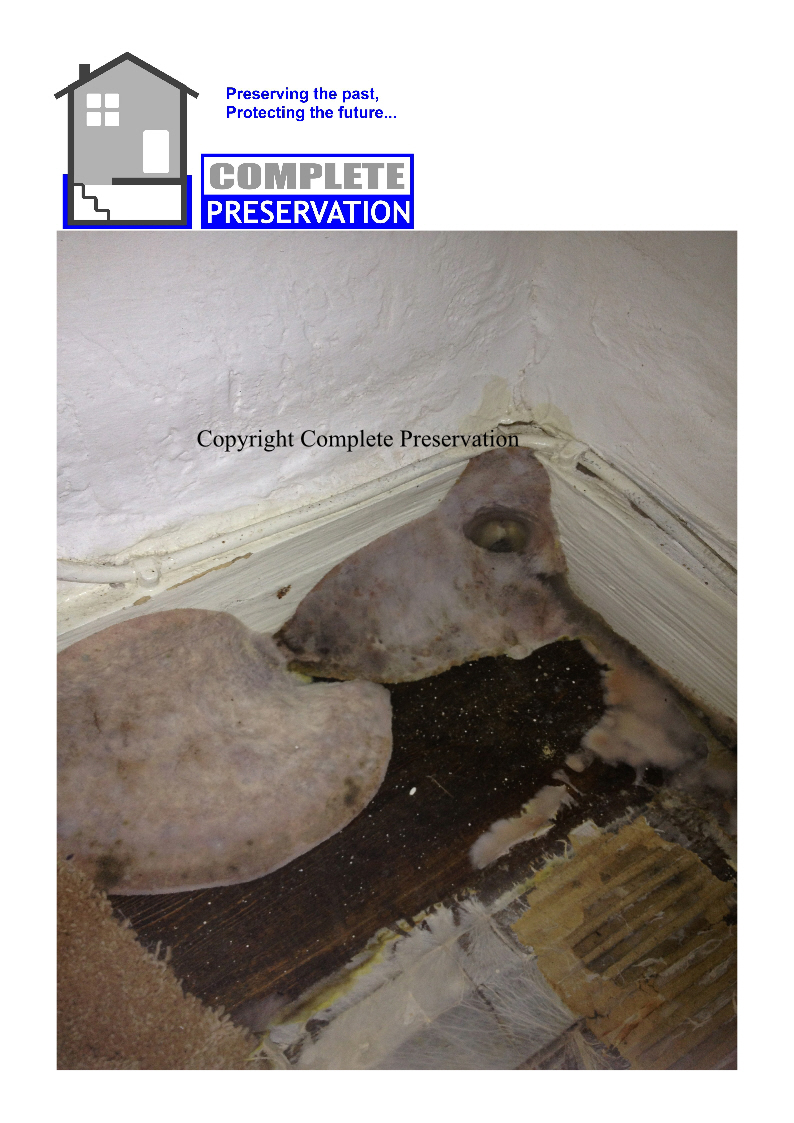 DRY ROT 4