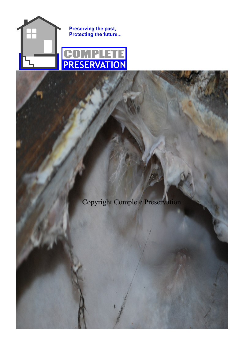 DRY ROT 5