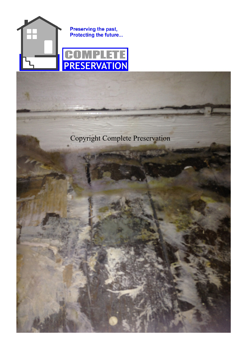 DRY ROT 7