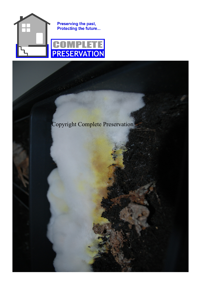 DRY ROT 9
