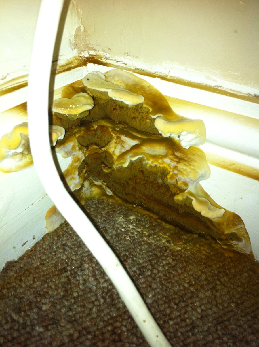 Dry rot surveys with a dog