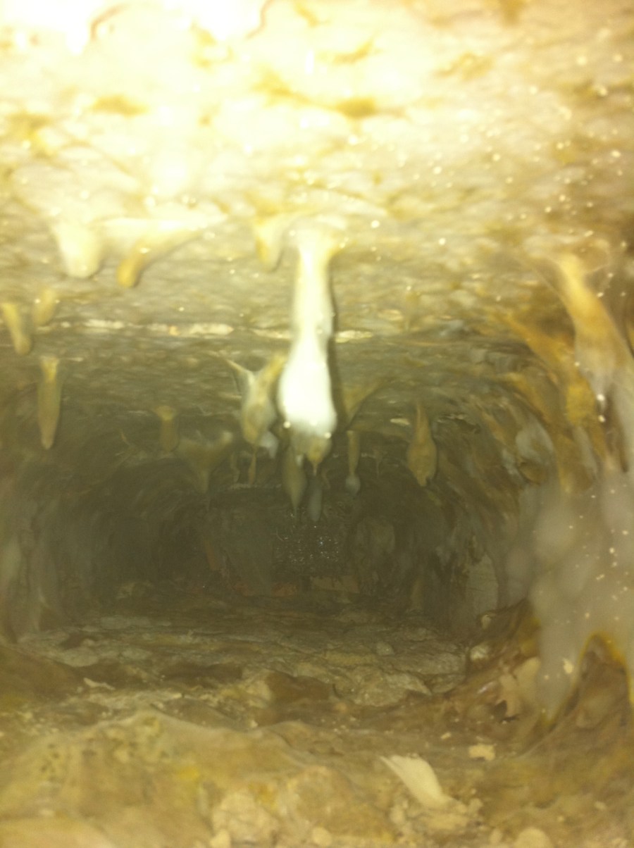 Dry rot surveys