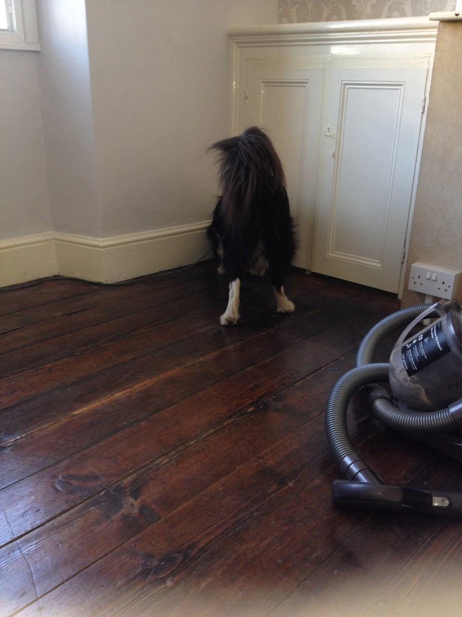 Meg the dry rot search dog 