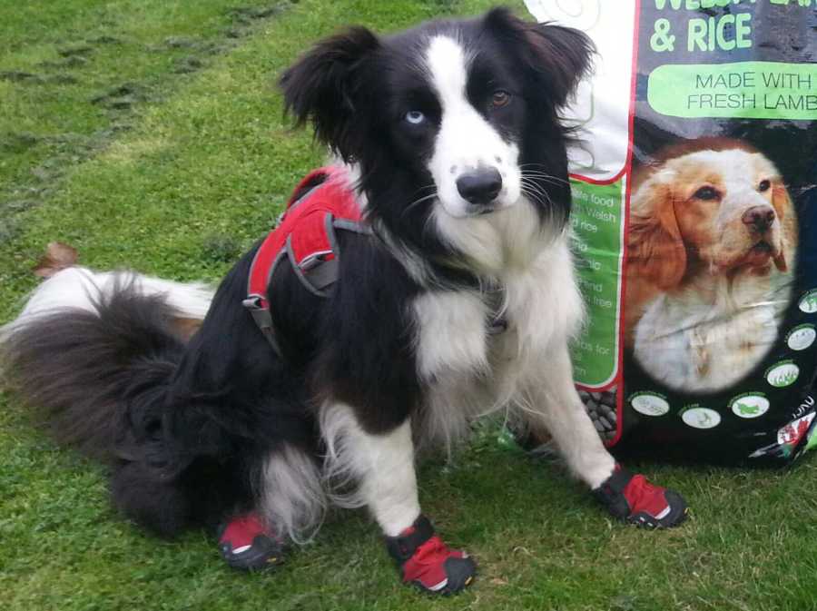Meg the dry rot search dog