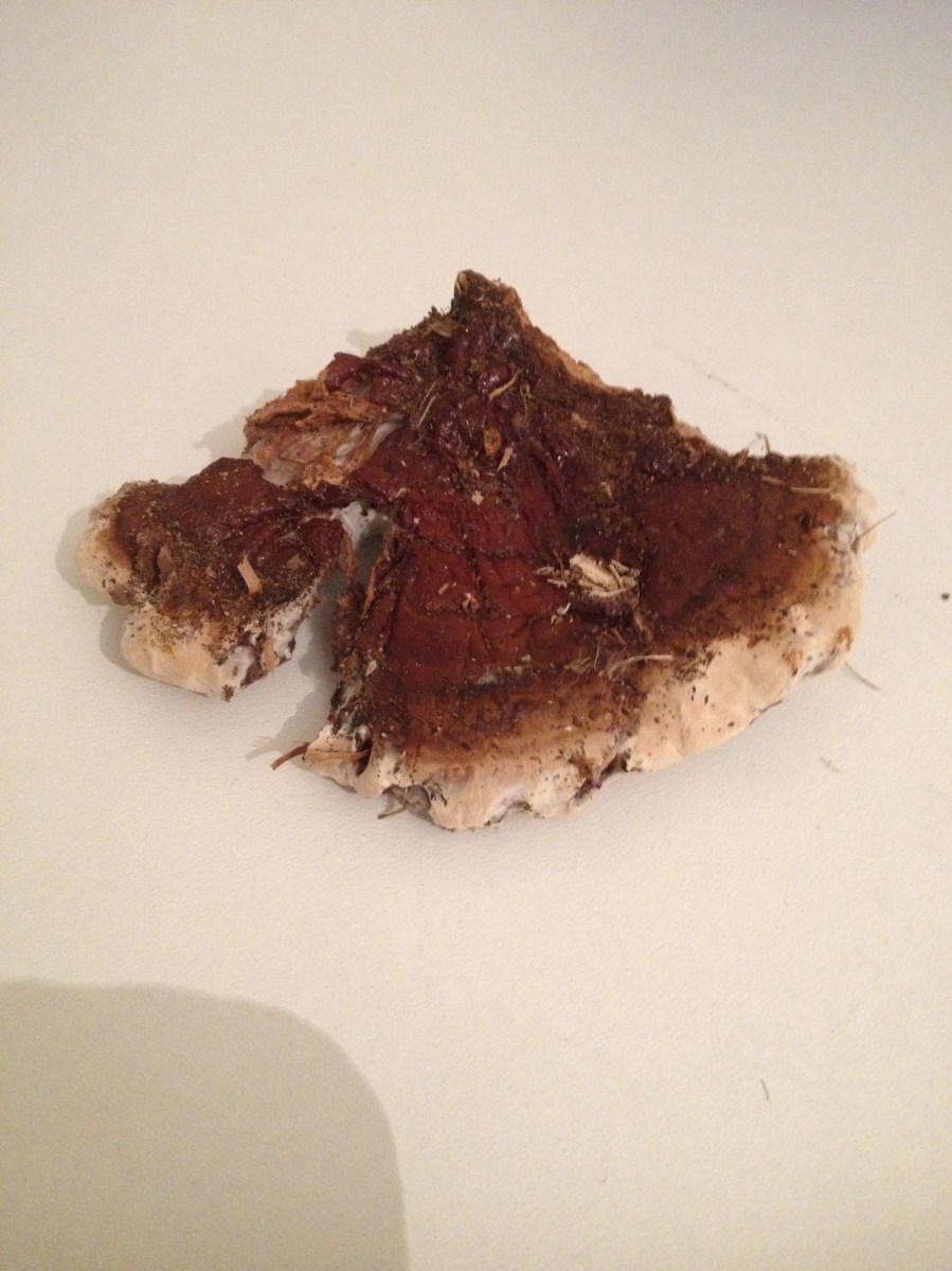 This is not Dry Rot, this is Donkioporia Expansa