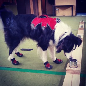 Meg during one of our regular dry rot search dog training sessions. The Ruffwear boots and harness are worn during training.