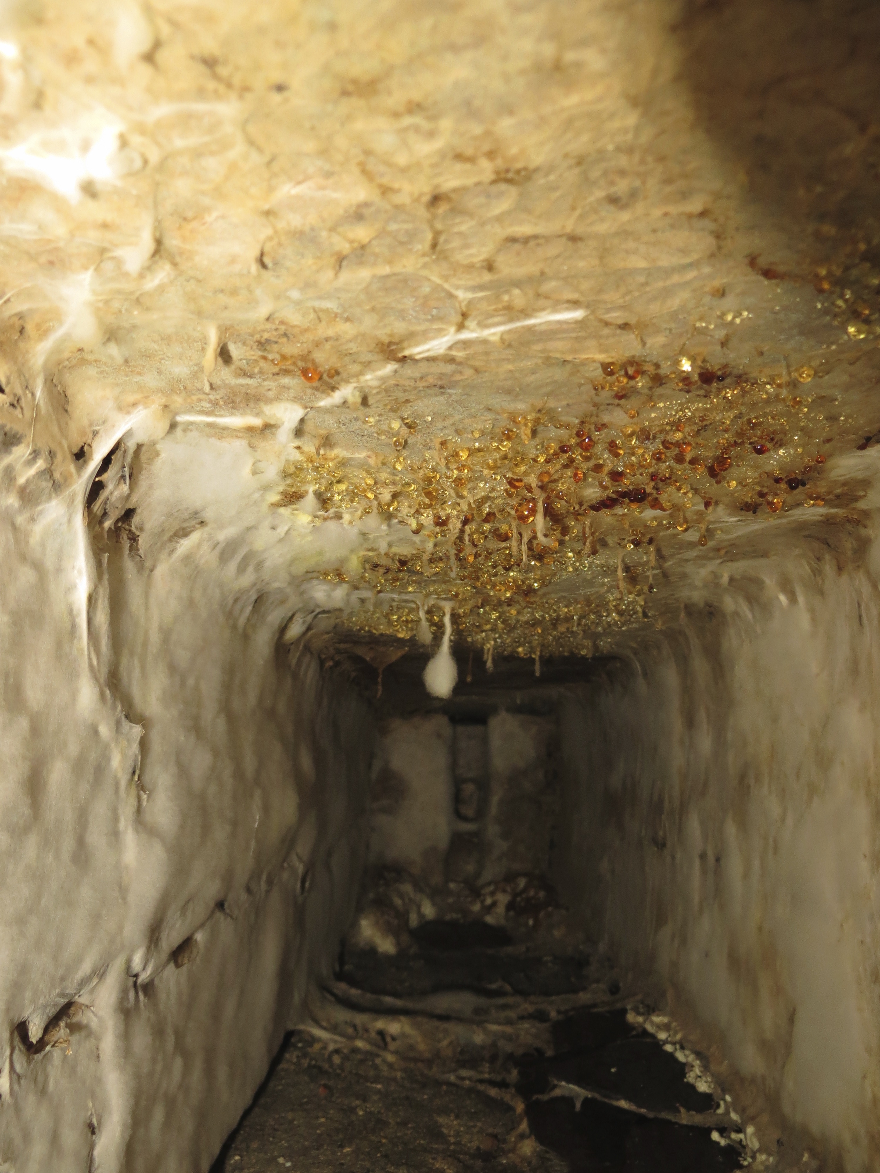 dry rot in a sub floor