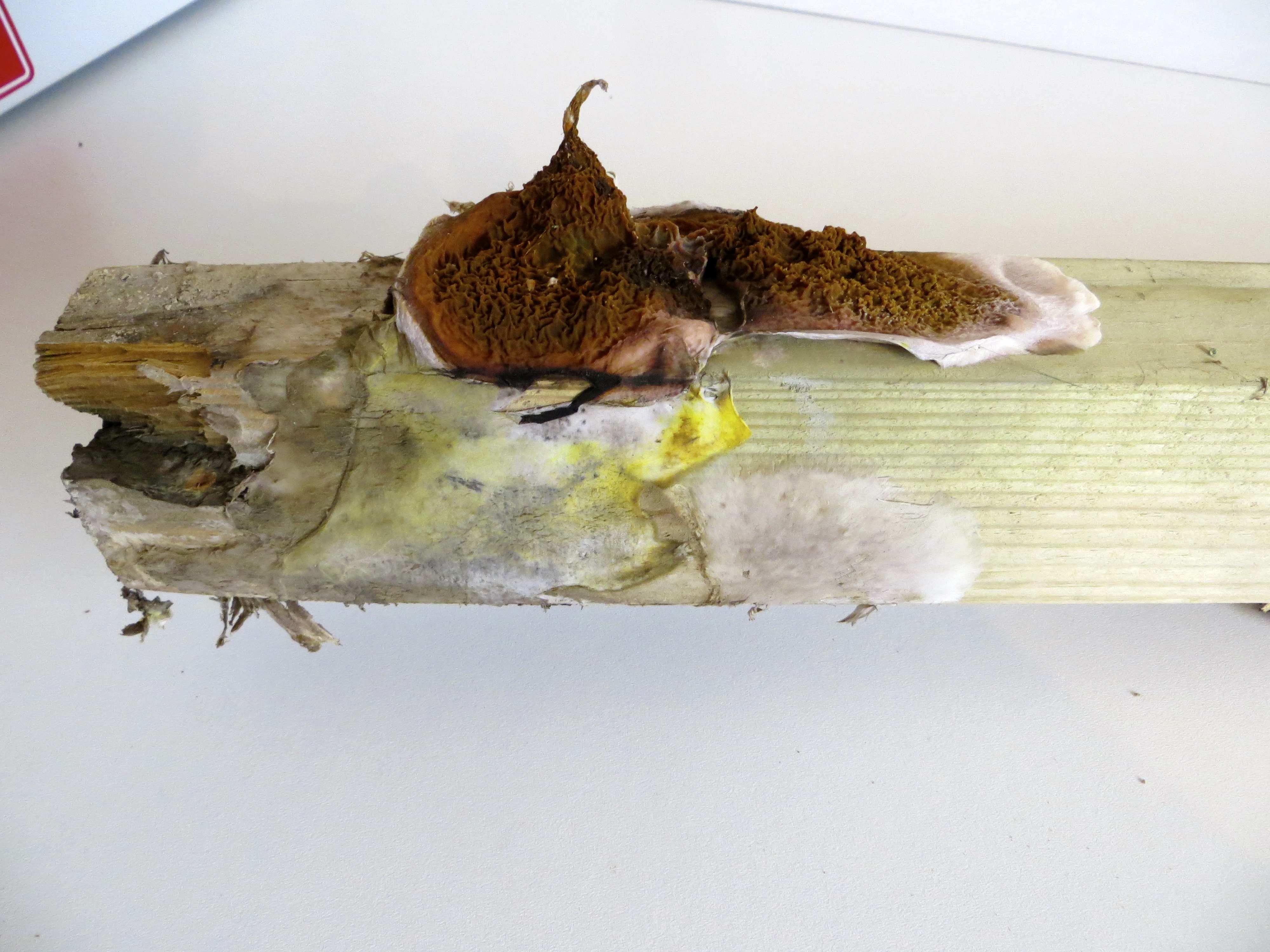 dry rot in a suspended timber floor