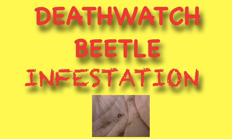 Deathwatch beetle sound